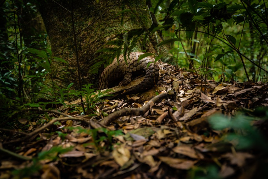 Pangolin seen on the Self-Guided Trail in Dongyanshan National Forest