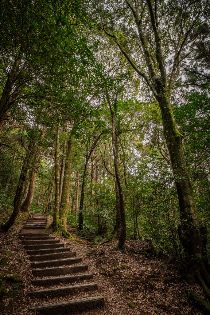Wooden Stairs up to the peak at Dongyanshan National Forest
